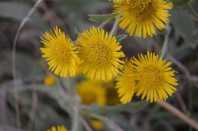 Pentanema helenioides, photographed by Nico Hernandez