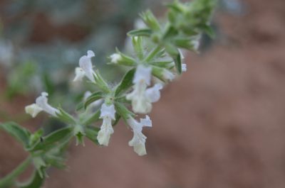 Sideritis romana, photographed by Nico Hernandez