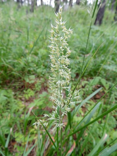 Calamagrostis obtusata, photographed by Алексей Ябс