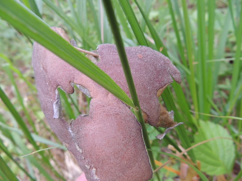 Calamagrostis obtusata, photographed by Алексей Ябс