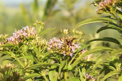 Chromolaena perglabra, photographed by Andrés Ramírez-Barrera