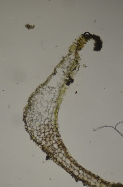 Apopellia alpicola, photographed by Randal