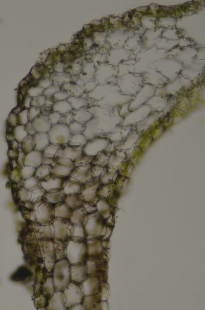Apopellia alpicola, photographed by Randal