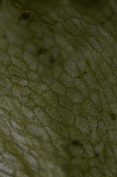 Apopellia alpicola, photographed by Randal