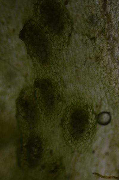 Apopellia alpicola, photographed by Randal