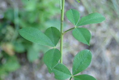 Cytisus nigricans, photographed by Christian Berg