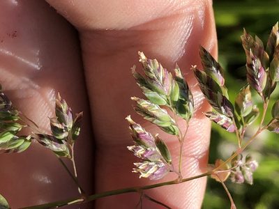 Poa alpina, photographed by Jared Shorma
