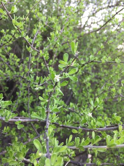 Citharexylum brachyanthum, photographed by Karla M. Benítez