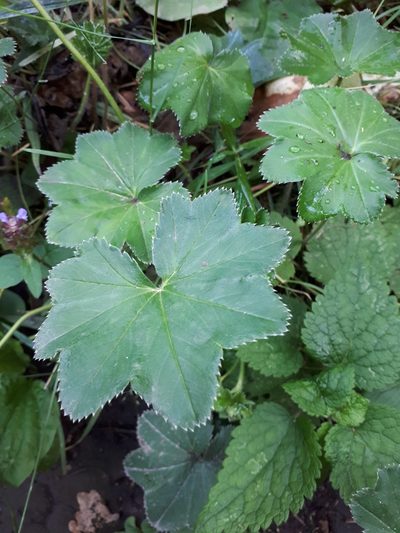 Alchemilla breviloba, photographed by Валя Айникеева