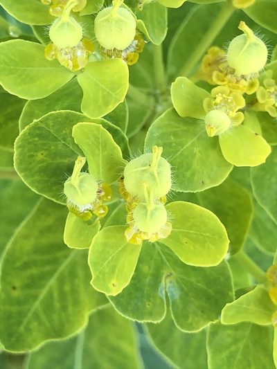 Euphorbia austriaca, photographed by Thomas Ebner