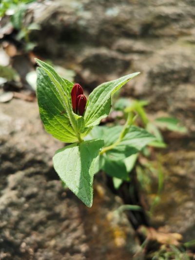 Spigelia scabrella, photographed by Juan Carlos Pérez Magaña