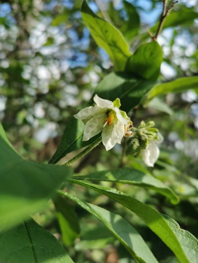 Solanum umbellatum, photographed by Juan Carlos Pérez Magaña
