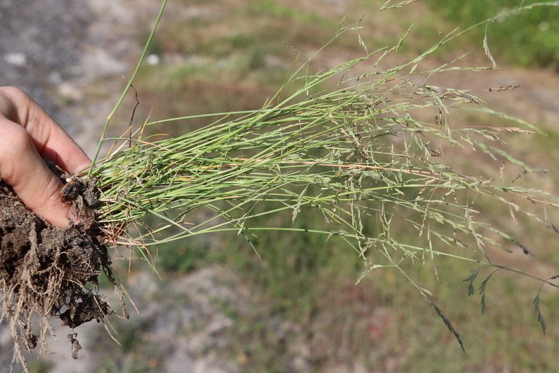Puccinellia hauptiana, photographed by Nina Filippova