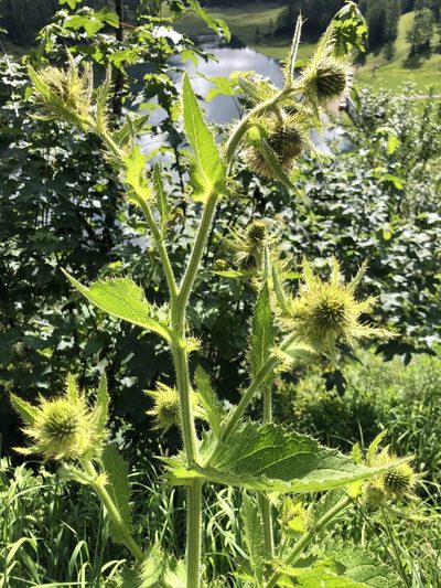 Cirsium carniolicum, photographed by Thomas Ebner