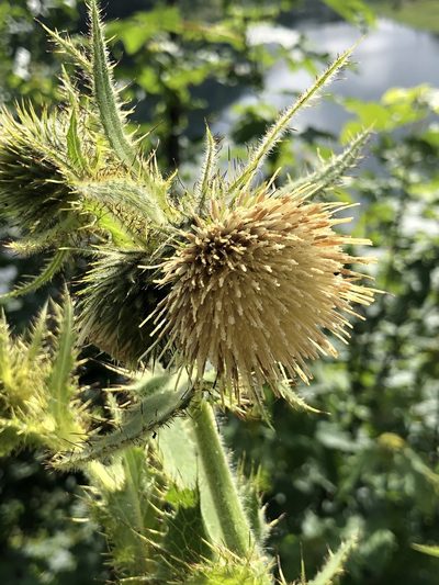 Cirsium carniolicum, photographed by Thomas Ebner