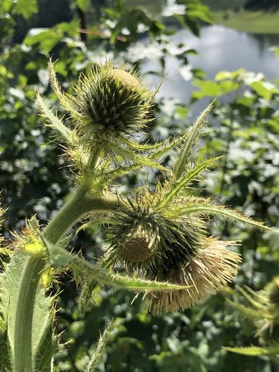 Cirsium carniolicum, photographed by Thomas Ebner