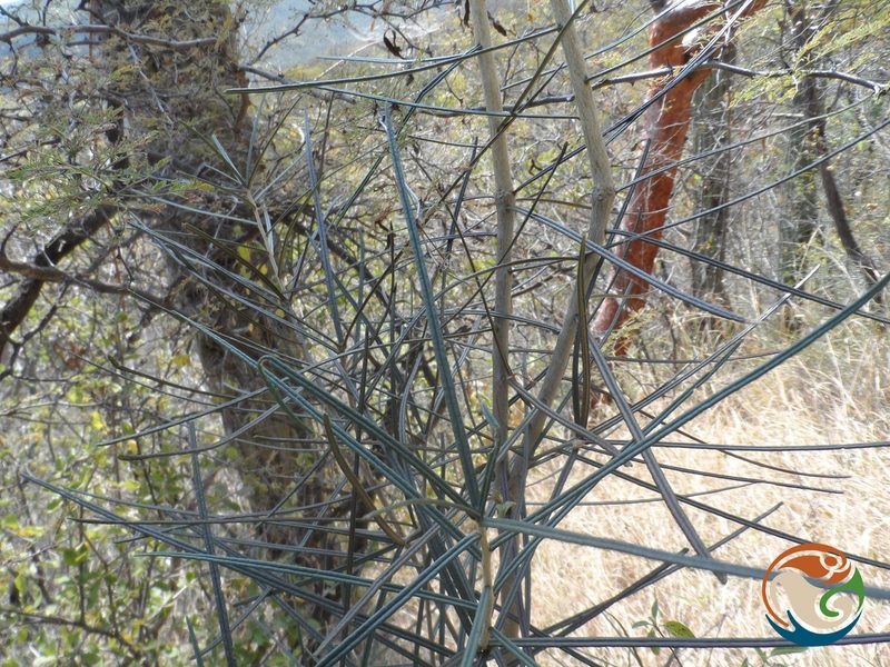 Forchhammeria macrocarpa, photographed by Eugenio Padilla