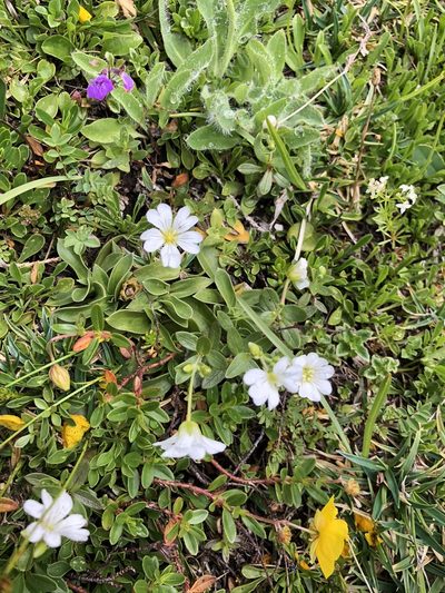 Cerastium latifolium, photographed by Thomas Ebner