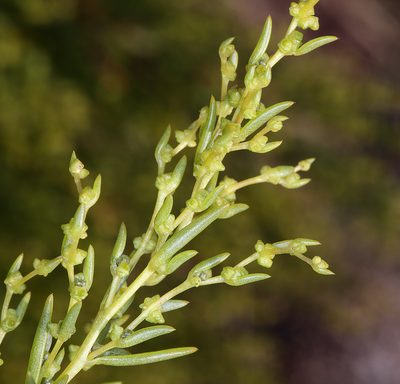 Suaeda occidentalis, photographed by Steve Matson