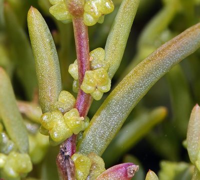 Suaeda occidentalis, photographed by Steve Matson