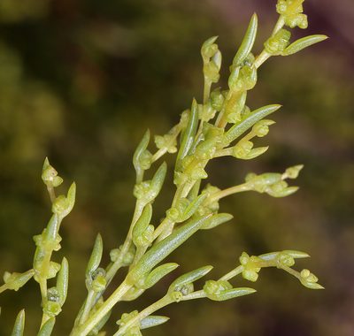 Suaeda occidentalis, photographed by Steve Matson