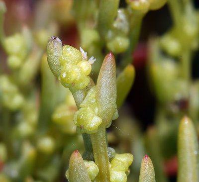 Suaeda occidentalis, photographed by Steve Matson
