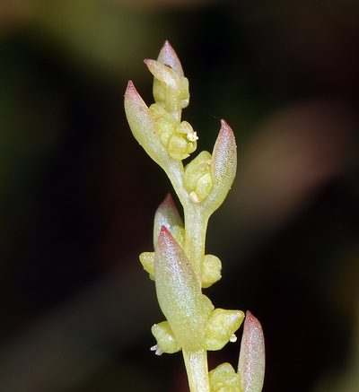 Suaeda occidentalis, photographed by Steve Matson