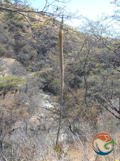 Agave convallis, photographed by Eugenio Padilla