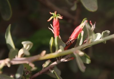 Septulina glauca, photographed by Tony Rebelo