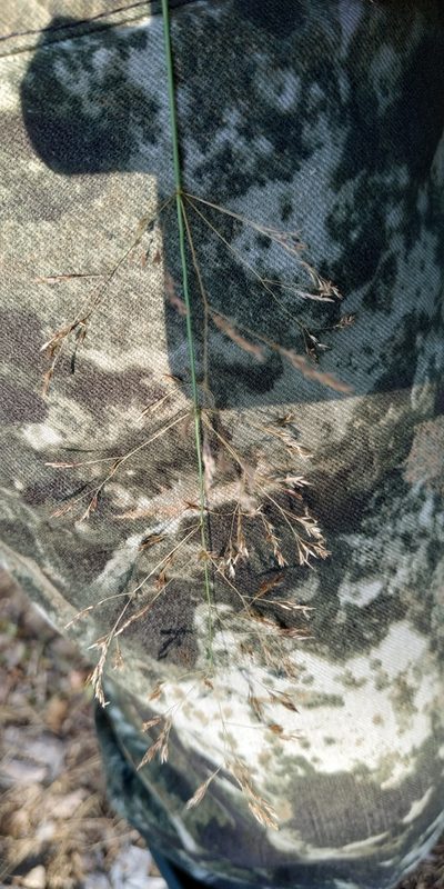 Agrostis clavata, photographed by Yurii Basov
