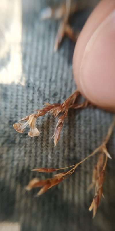 Agrostis clavata, photographed by Yurii Basov