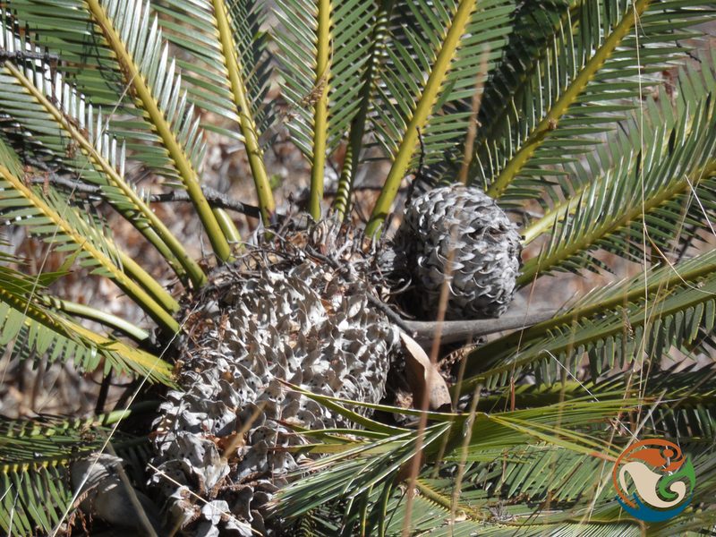 Dioon planifolium, photographed by Eugenio Padilla