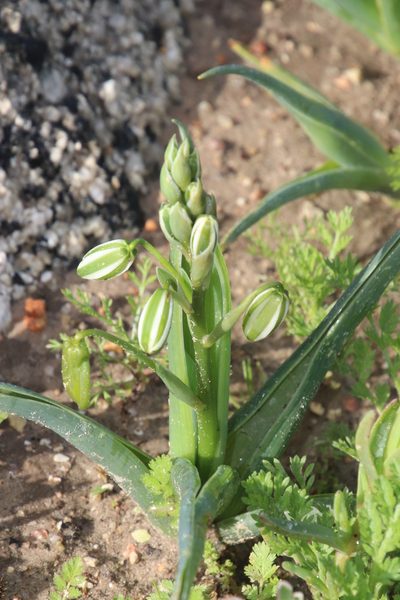 Albuca flaccida, photographed by Tony Rebelo