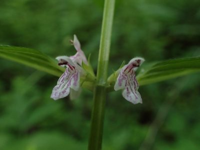Stachys latidens, photographed by Evan M. Raskin