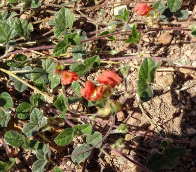 Macroptilium gibbosifolium, photographed by Andrew Tree