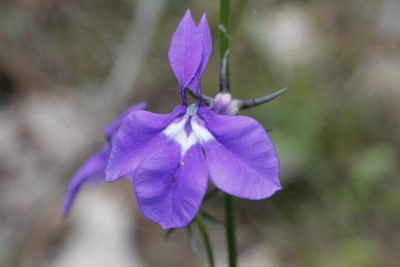 Lobelia sublibera, photographed by Juan Cruzado Cortés
