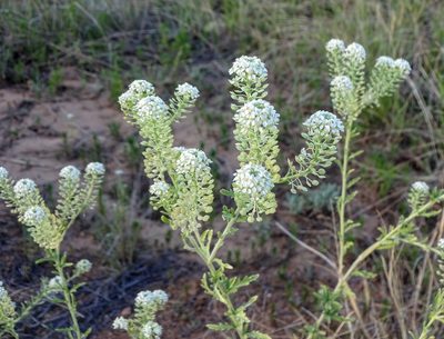 Lepidium thurberi, photographed by Andrew Tree