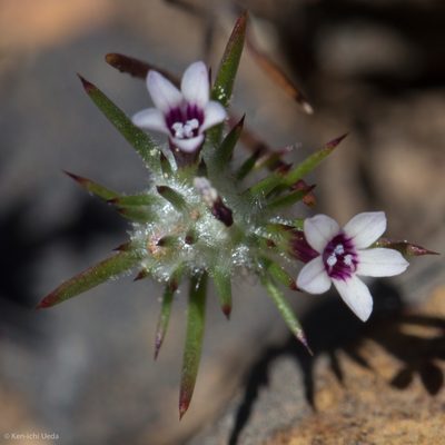 Navarretia torreyella, photographed by Ken-ichi Ueda