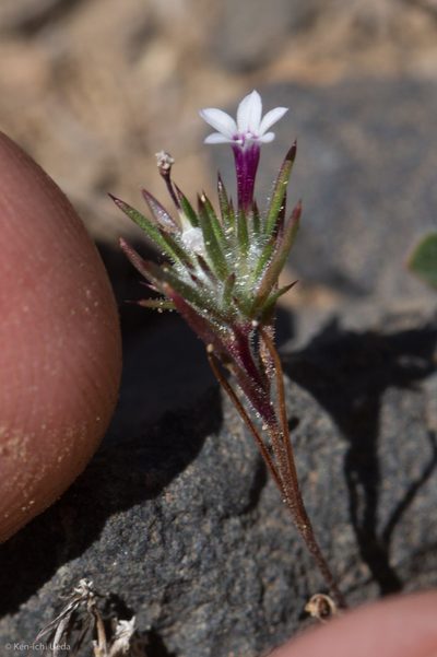 Navarretia torreyella, photographed by Ken-ichi Ueda