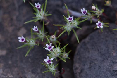 Navarretia torreyella, photographed by Ken-ichi Ueda