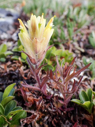 Castilleja hyperborea, photographed by naokitakebayashi