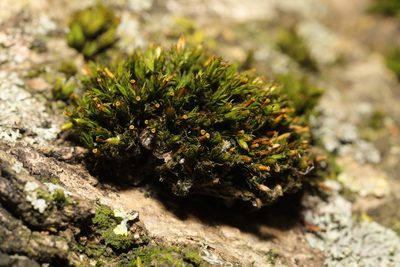 Orthotrichum stramineum, photographed by Stephen James McWilliam