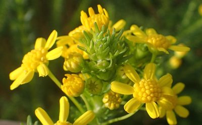 Euryops virgineus, photographed by Nicola van Berkel