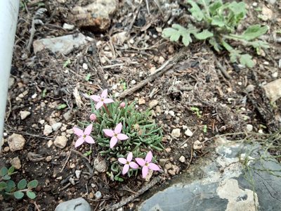Houstonia rubra, photographed by Leticia Jiménez Hernández
