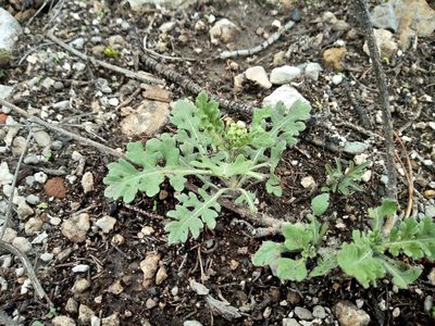 Parthenium confertum, photographed by Leticia Jiménez Hernández