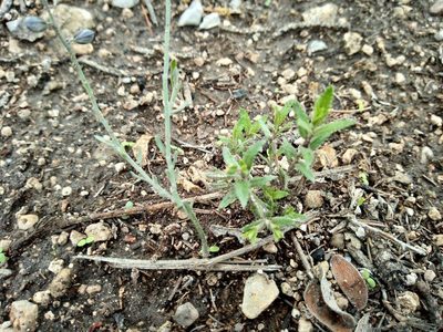 Loeselia coerulea, photographed by Leticia Jiménez Hernández