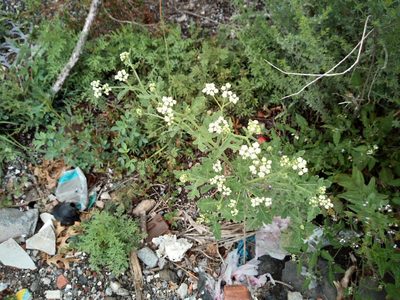 Parthenium confertum, photographed by Leticia Jiménez Hernández