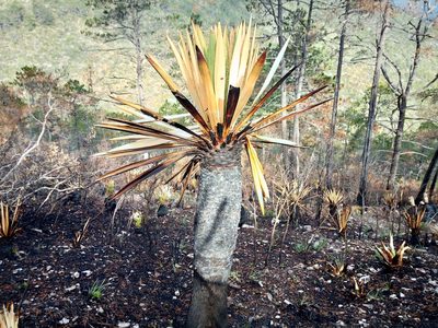 Yucca carnerosana, photographed by Leticia Jiménez Hernández
