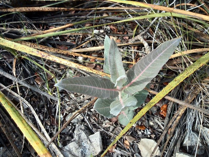 Asclepias sauronii, photographed by Leticia Jiménez Hernández