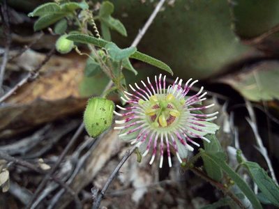 Passiflora zapalinamensis, photographed by Leticia Jiménez Hernández
